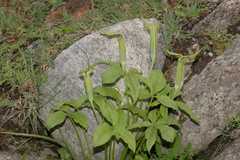 Arisaema jacquemontii